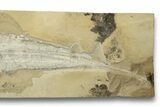 Cretaceous Fossil Sawfish-Like Ray (Libanopritis) - Lebanon #270252-3